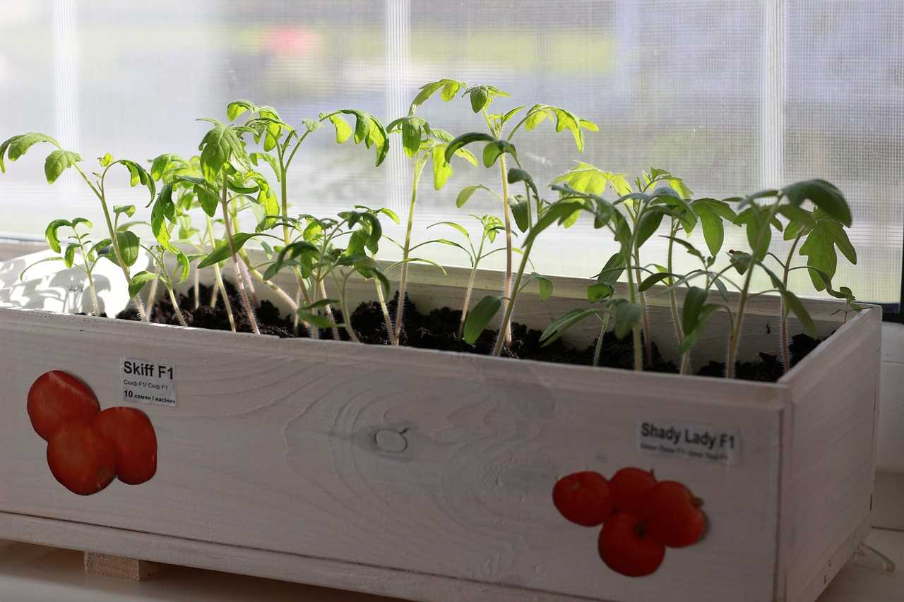 Преимущества использования аэропоники в выращивании рассады помидоров:
