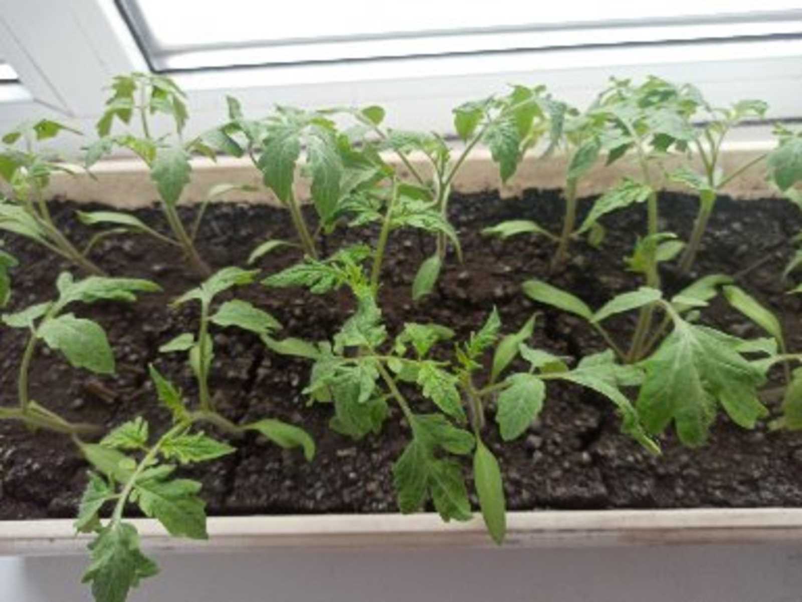 Инновационные способы посадки помидоров в грунт
