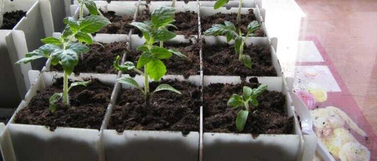 Применение гидропоники при выращивании помидоров на рассаду