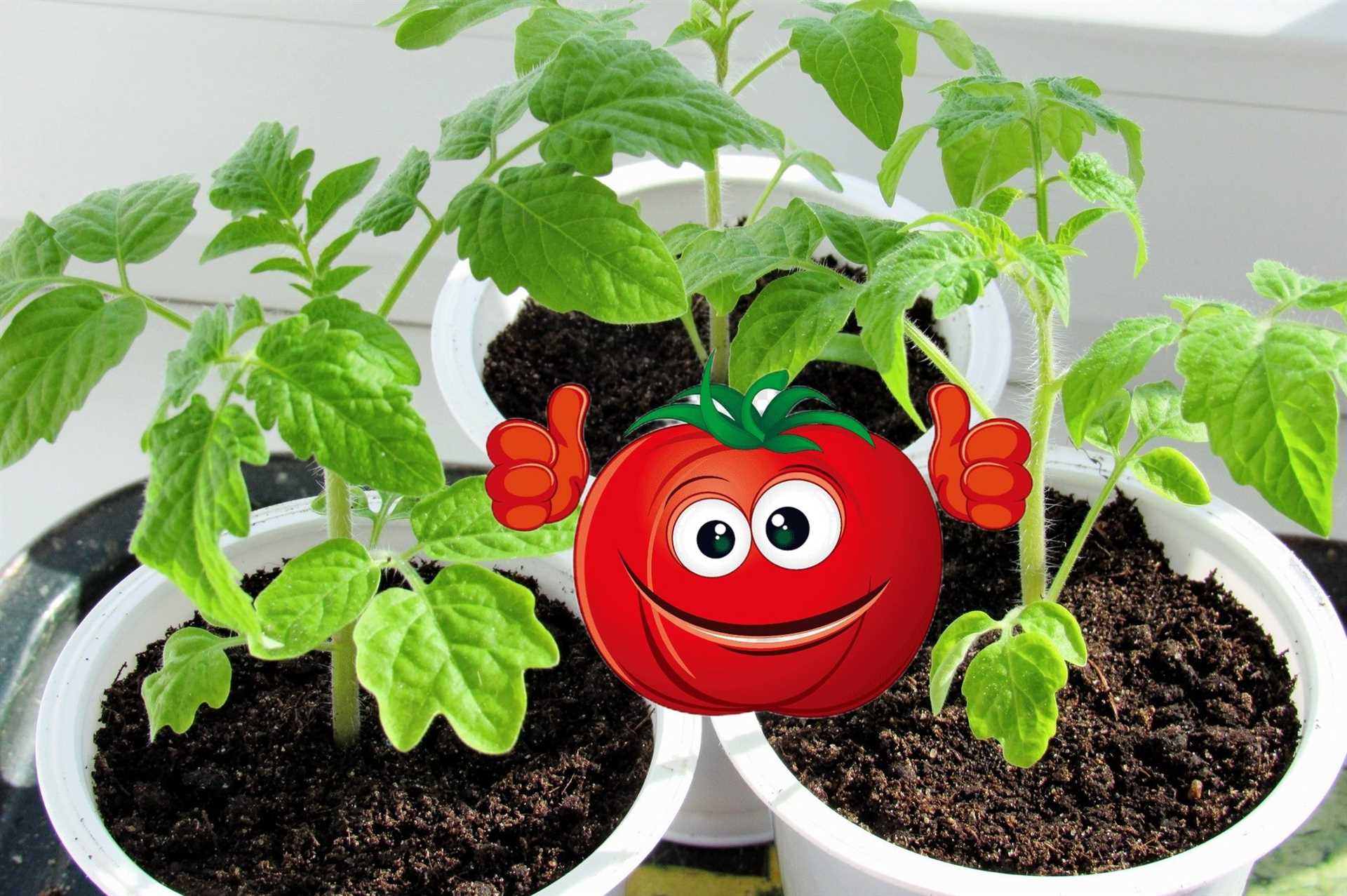 Посадка помидоров на рассаду в 2023 году