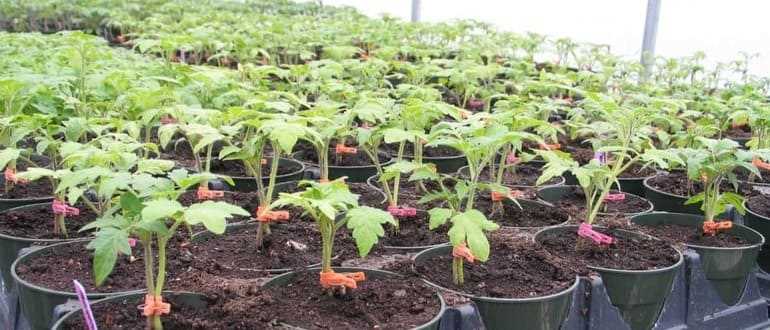 Биофарминг: новые возможности для выращивания помидоров на рассаду