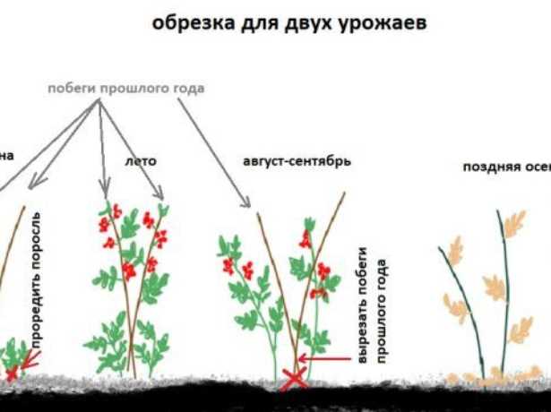 Продолжительный период плодоношения