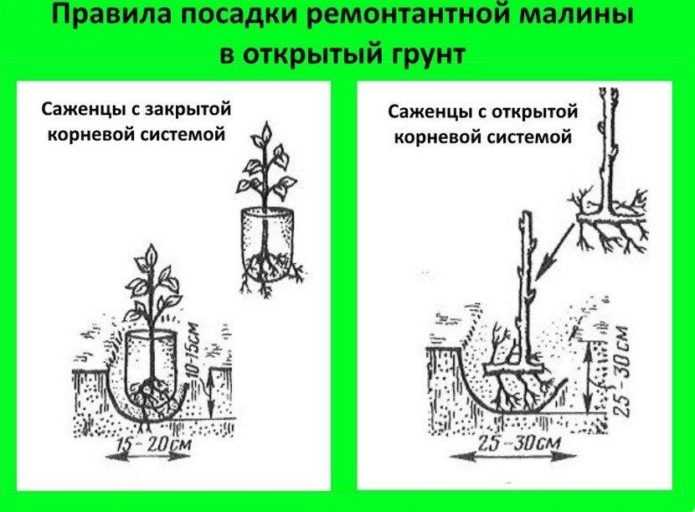 Выкапывание и разделение корневой системы