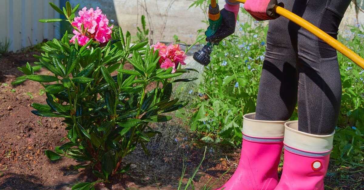 Необходимое количество света для рододендрона