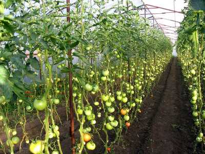 Подготовка рассады высокорослых томатов к посадке