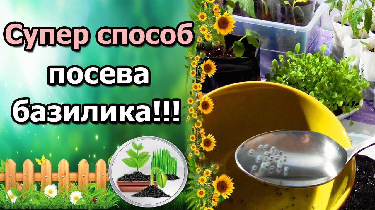 Удобрение рассады базилика