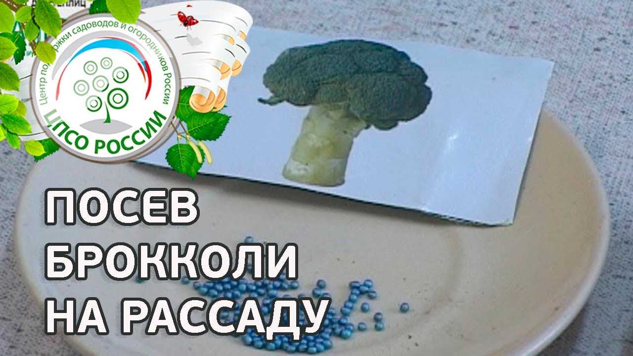 Подкормка и внесение минеральных удобрений