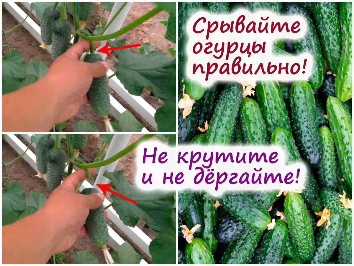 Посев комнатных огурцов – готовимся собирать урожай в домашних условиях!