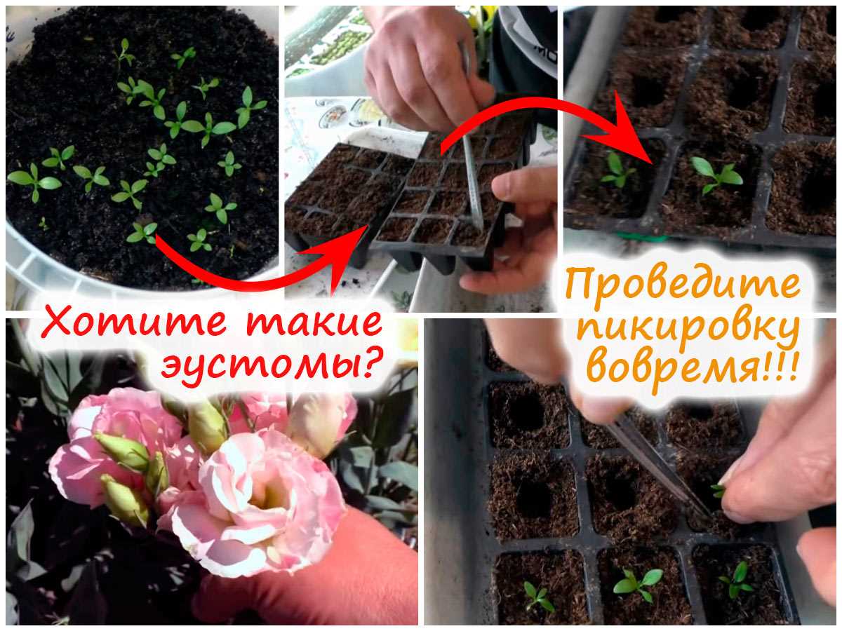 Как подготовить почву для посева лизиантуса?
