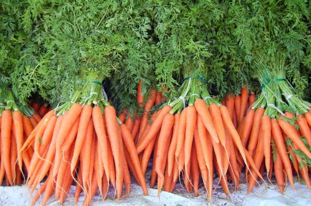 Правила ухода за прорастающими семенами моркови