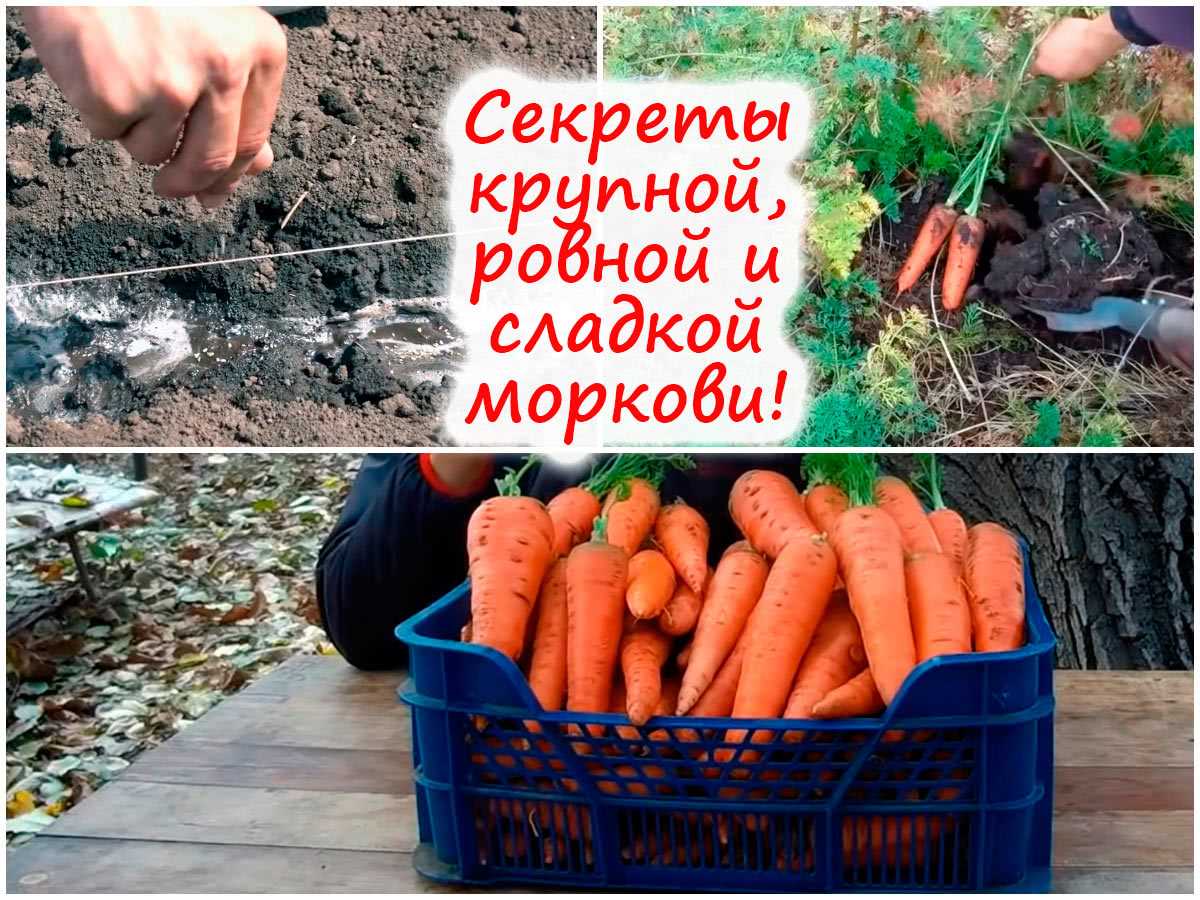 Способы укрепления и защиты прорастающих семян моркови