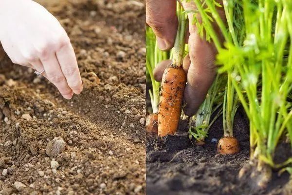 Посев моркови на ранний урожай – как ускорить прорастание семян?