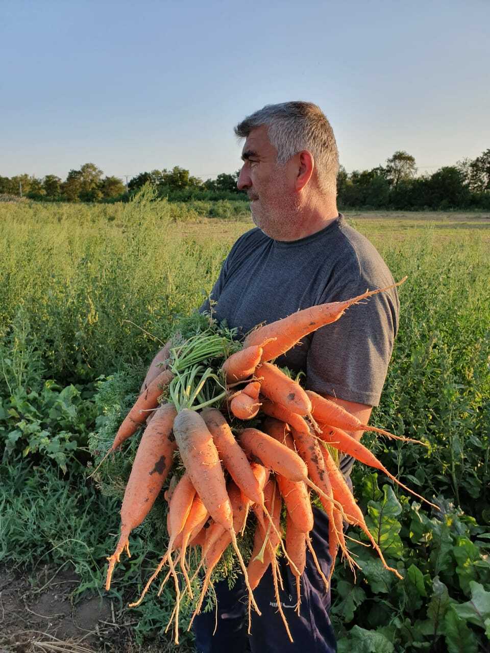 Предварительная обработка семян моркови перед посадкой