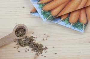 Оптимальная температура для прорастания семян моркови
