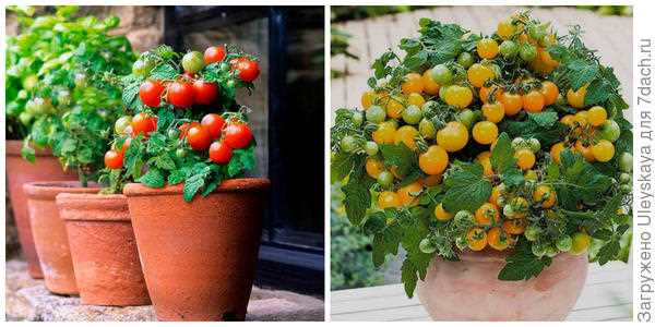 Как подготовить почву для посева томатов