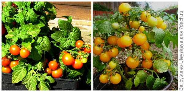 Посев низкорослых томатов: 2 лучших сорта для маринования и еды в свежем виде