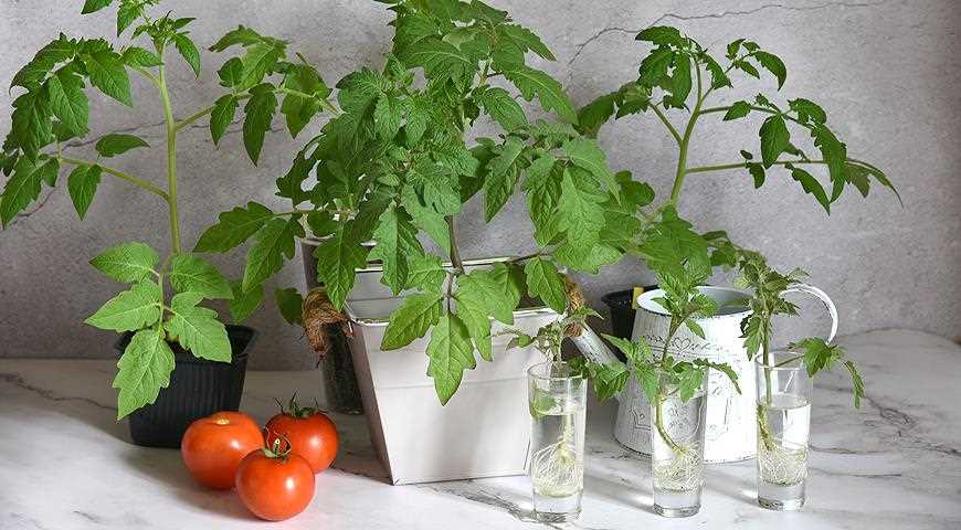 Подготовка к посеву ранних томатов на рассаду: секреты успешного выращивания