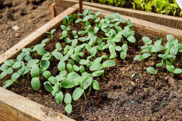 Посев семян огурцов в кипяток – отличный старый способ, который опять начинают активно практиковать!