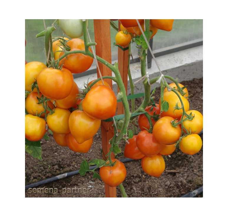 Потрясающая новинка: томат Золотая миля