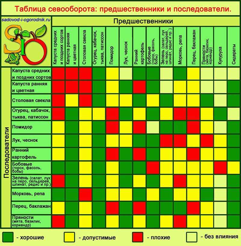 Какие проблемы возникают с иммунитетом дачных растений?