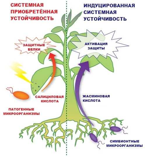 Повышаем иммунитет дачных растений новыми методами