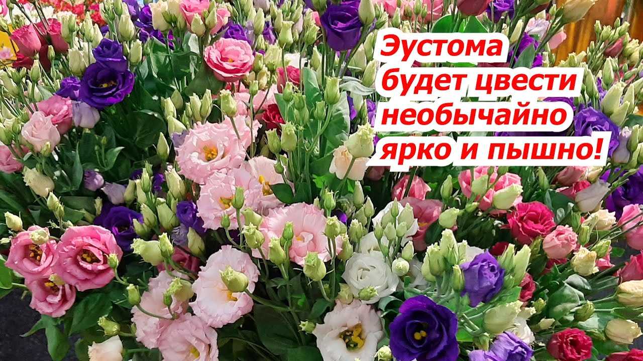 2. Переусыщение удобрением