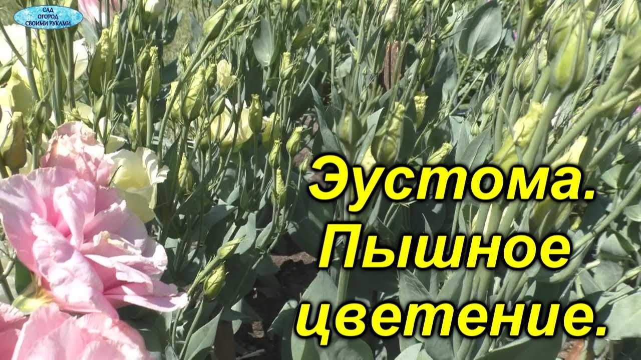 Подкормка эустомы для продления цветения