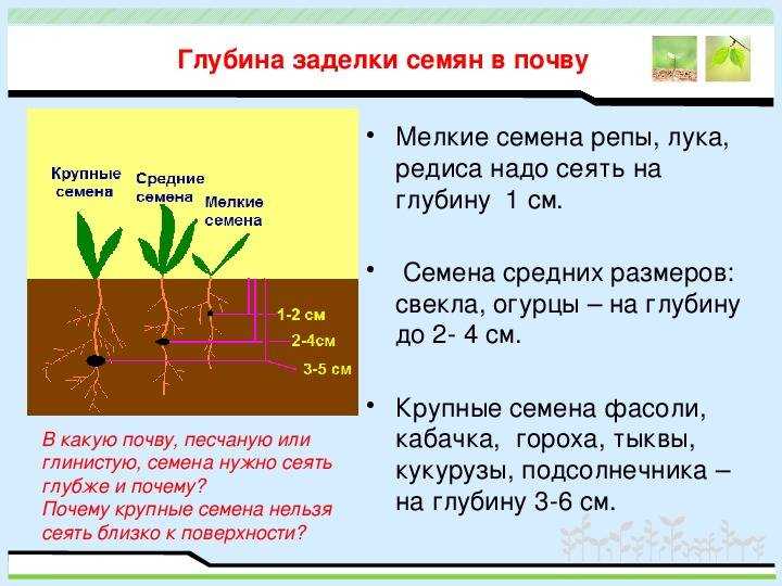 Посев