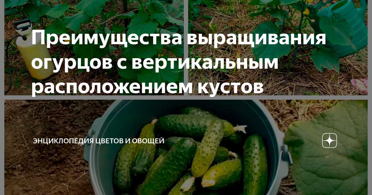 Выращивание огурцов круглый год