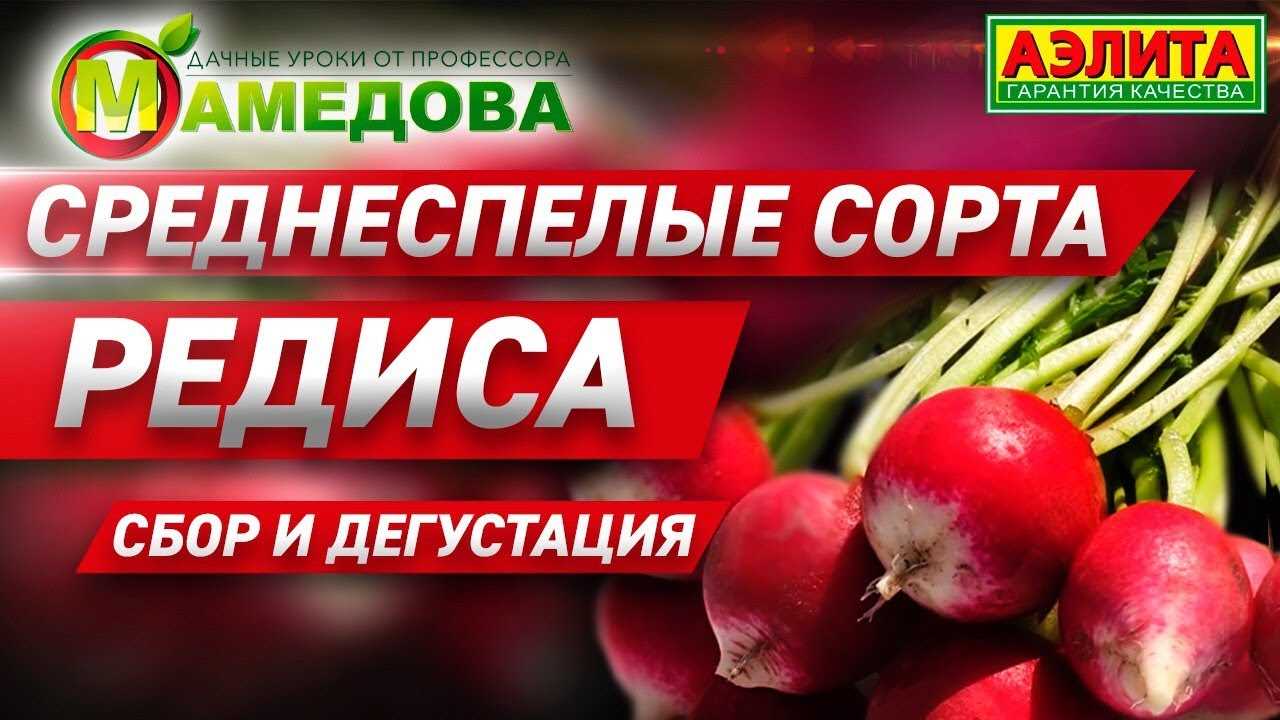 Уникальный сорт свеклы Атлант