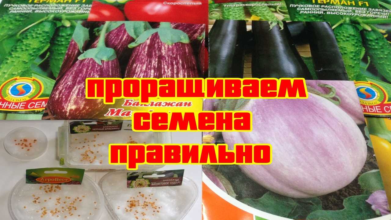 Проращивание семян баклажанов