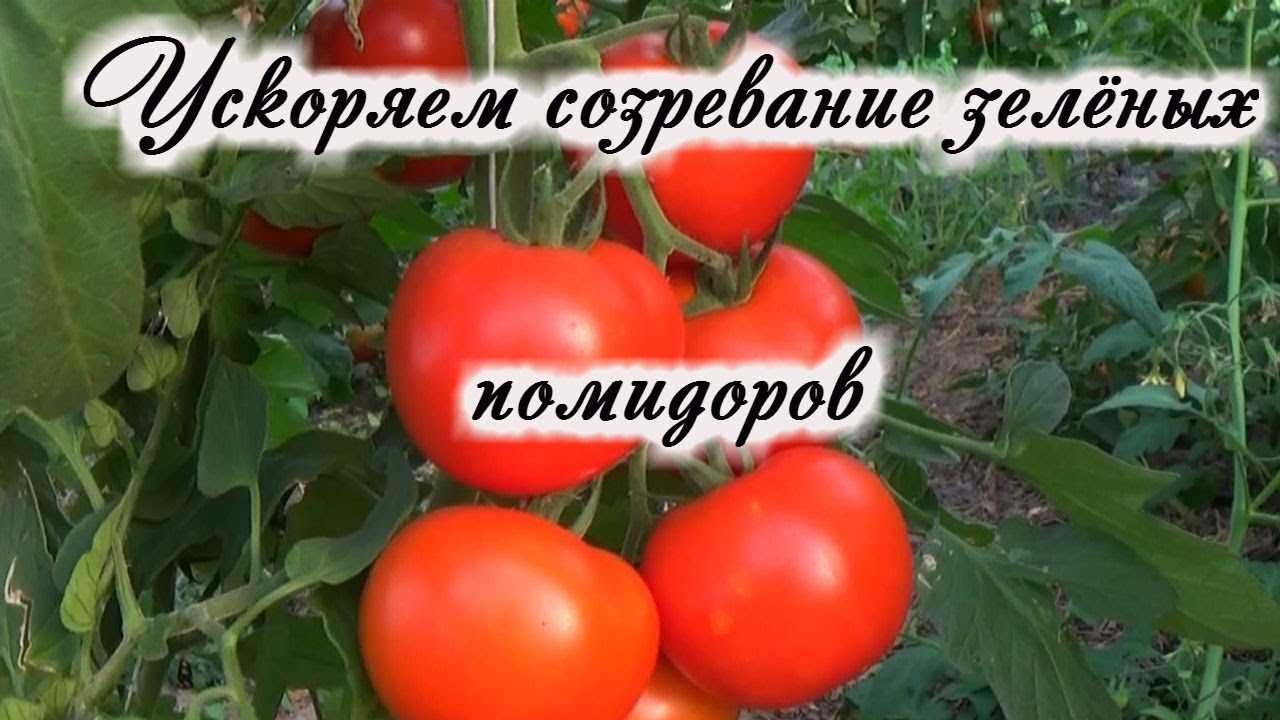 Внесение микроэлементов для стимуляции созревания томатов