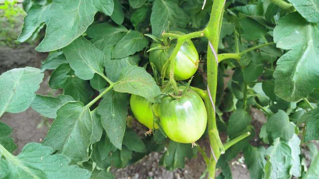 Расчет оптимального времени посадки томатов