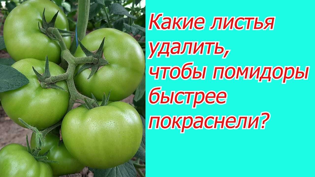Простой способ, как можно ускорить созревание плодов на томате