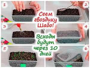 Подготовка почвы для выращивания гвоздики без пикировки