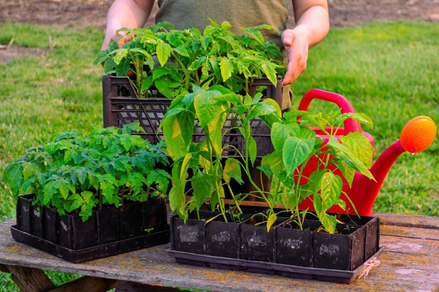 Подкормка рассады томатов: эффективные удобрения и ошибки