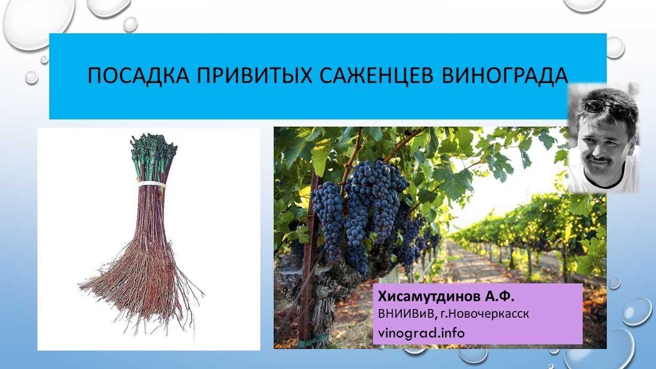 Как выбрать качественный корнесобственный саженец винограда
