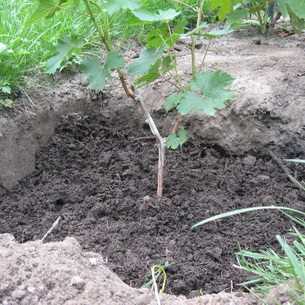 Подготовка почвы для посадки винограда