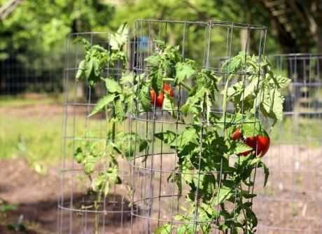 Выбор удобрений для подкормки томатов