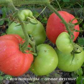 Подготовка грядки для томатов