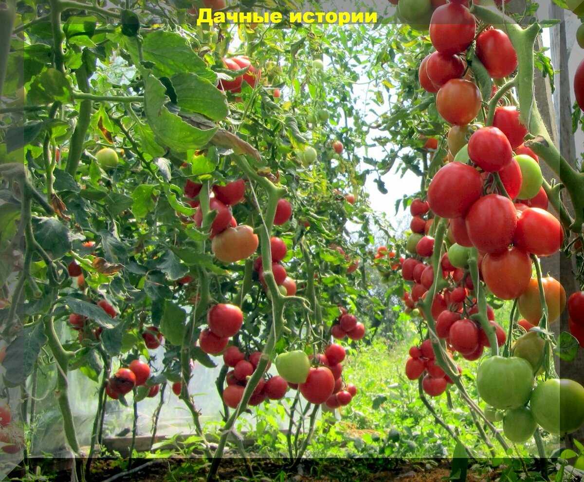 Размещение томатов на грядке