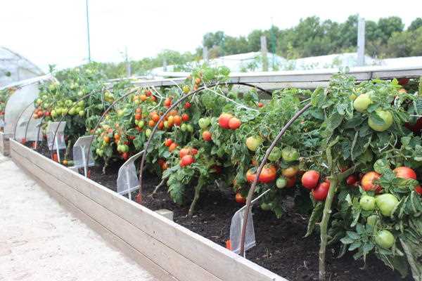 Уход за помидорами в коробах