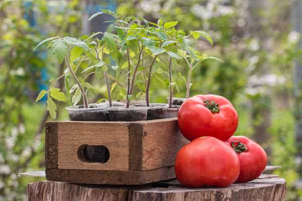 Ранние помидоры через месяц после высадки – результаты выращивания в коробах