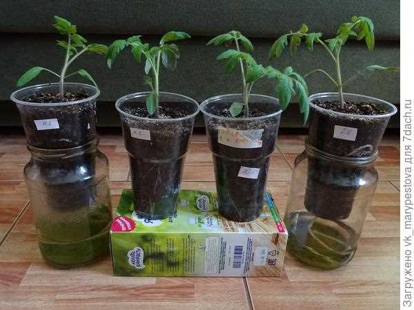 Полезные советы по подсыпке грунта под рассаду томатов