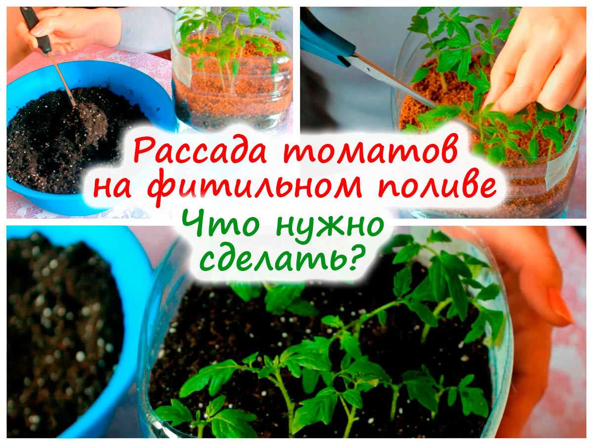 Советы по выращиванию рассады томатов