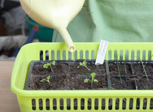2. Как правильно разместить семена в самокрутке?