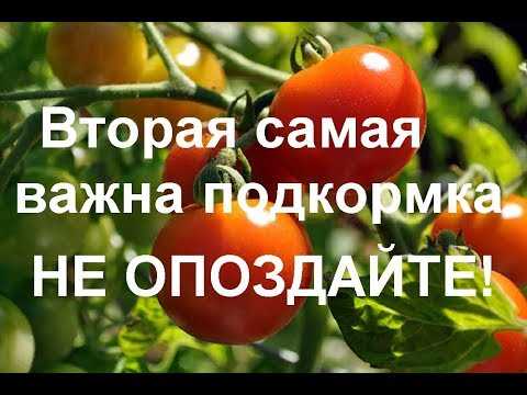 Особенности подкормки томатов
