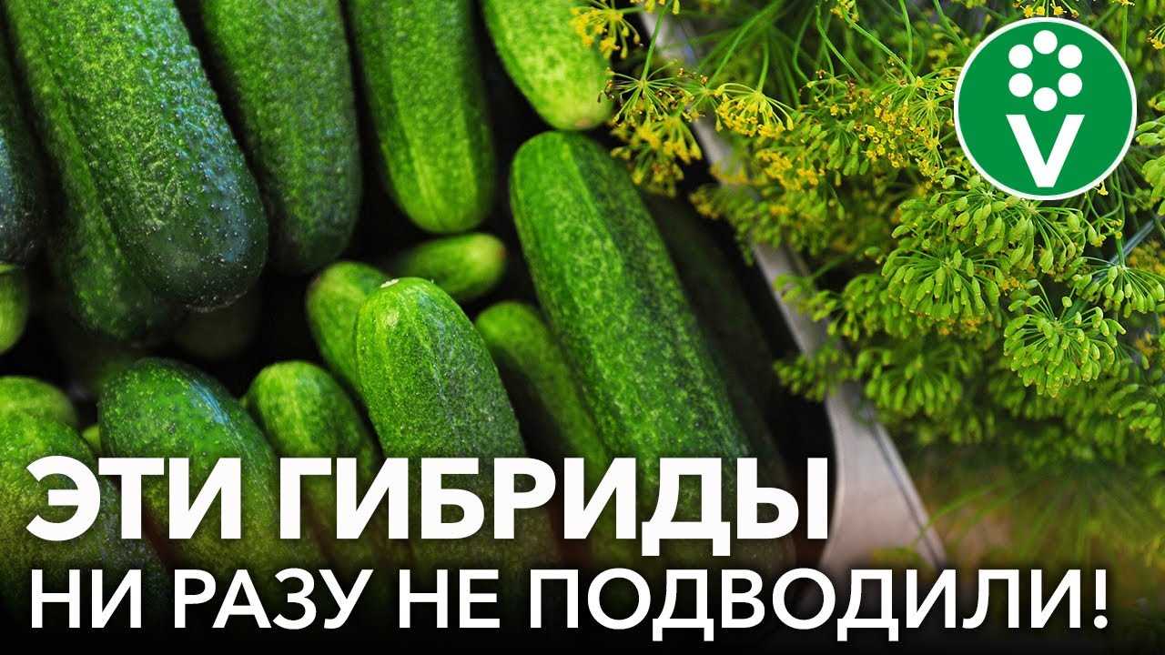 Рейтинг гибридов огурцов – ТОП-10 по мнению огородников разных стран