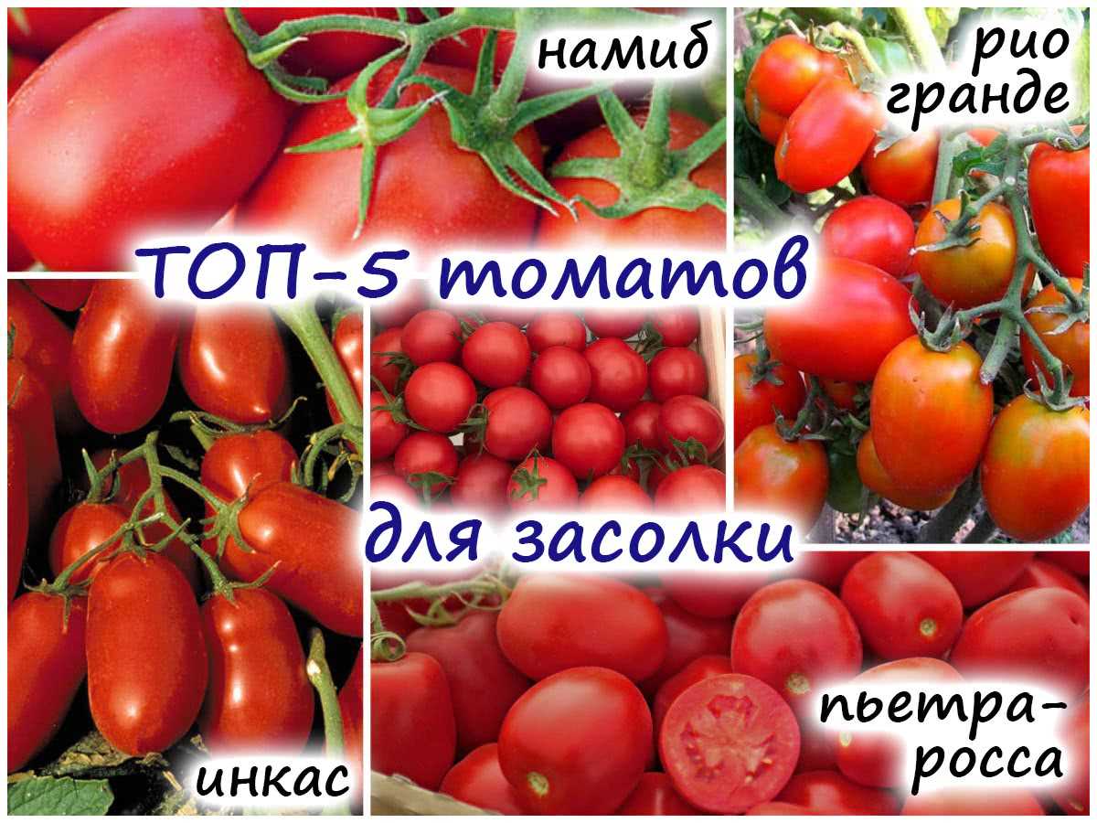 Рейтинг проверенно вкусных томатов – 7 сортов для еды, засолки, маринадов!