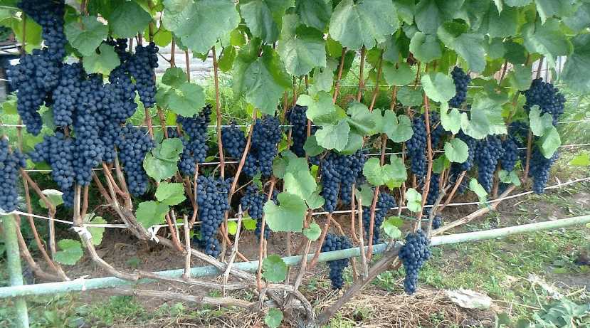 Сорта неукрывного винограда для виноделия